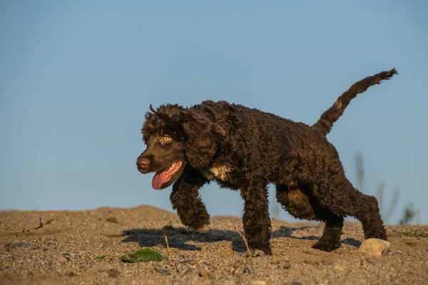 사막에서 강아지 포르투갈 놀라운 — 스톡 사진