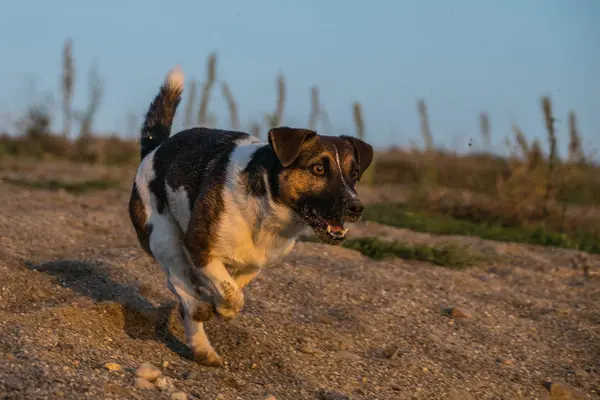 Loco Feliz Jack Russel Terier Captura Pelota Arena Sesión Fotos — Foto de Stock