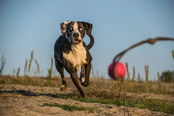 Loco Feliz Catahoula Leopard Dog Posición Extrema Captura Pelota Arena — Foto de Stock