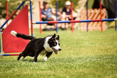 Çeviklik yarışında siyah-beyaz sınır çobanı. Czech çeviklik yarışmasında harika bir gün. Ortanca uzmanlar. Anlamı A2..
