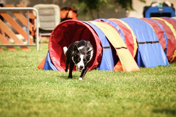 Ratenice yarışmasında çeviklik tünelinde üç renkli sınır köpeği. Czech çeviklik yarışmasında inanılmaz bir gündü Ratenice. Sadece büyük yarışmalar vardı..