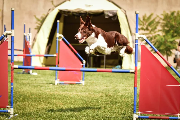Dog Border Collie Está Pulando Sobre Obstáculos Dia Incrível Competição — Fotografia de Stock