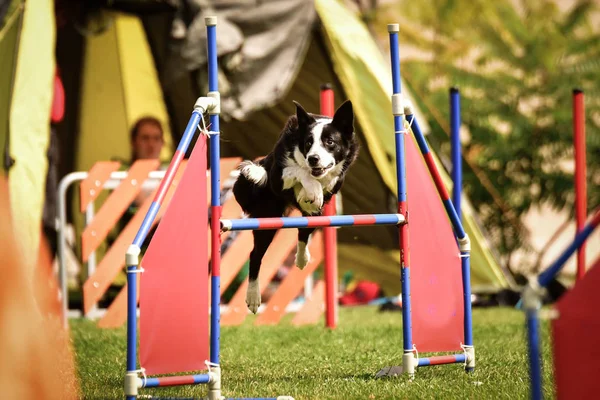 Köpek Sınırı Çobanı Çeviklikten Atlıyor Czech Çeviklik Yarışmasında Harika Bir — Stok fotoğraf