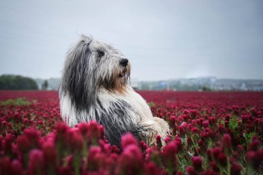 Uzun kırmızı yoncalarla dans eden sakallı çoban köpeği portresi.