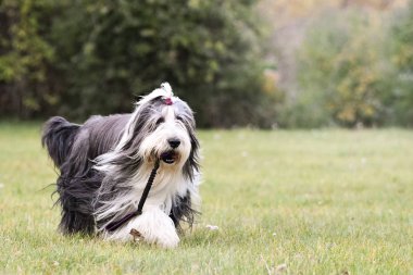 Sakallı çoban köpeği en sevdiği oyuncağıyla koşuyor. Çok mutlu ve özgür. Güneş çok güzel..