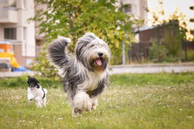 Yetişkin köpek sakallı çoban köpeği parkta koşuyor. Özgürlüğe bayılır. Dışarıda çok mutlu..