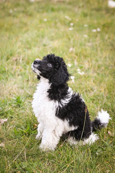 Puppy Poodle Sitting Grass Autumn Photoshooting Park — 스톡 사진