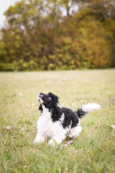 Cachorro Caniche Está Pulando Para Seu Brinquedo Fotografia Outono Parque — Fotografia de Stock