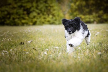 Parkta fino köpeği koşuyor. Özgürlüğü sever..