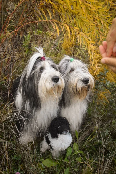 Retrato Collies Barbudos Filhote Cachorro Poodle Sob Flor Amarela Então — Fotografia de Stock