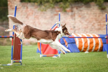Köpek çoban köpeği engelleri aşıyor. Czech çeviklik yarışmasında harika bir gün..