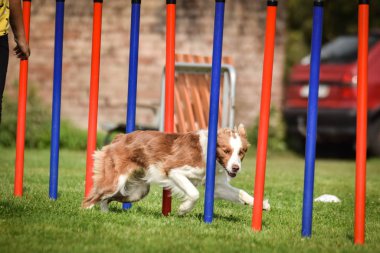 Redmerle border collie, Czech çeviklik yarışması slalom 'da koşuyor. Köpek parkında Prag çeviklik yarışması