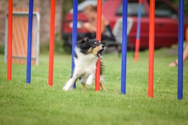 Ratenice yarışmasında çevik slalom yapan üç renkli Sınır Çobanı. Czech çeviklik yarışmasında inanılmaz bir gündü Ratenice. Sadece büyük yarışmalar vardı..