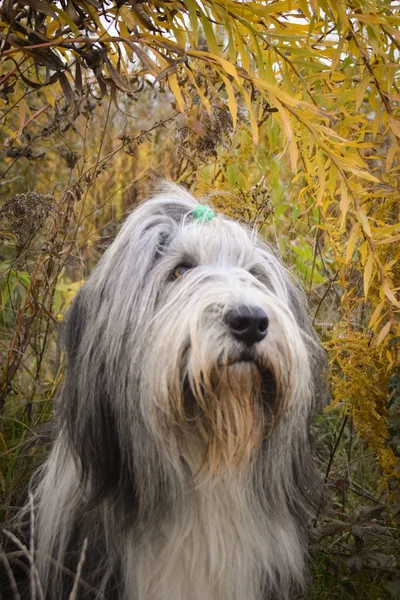 Portret Brodatego Collie Pod Żółtym Kwiatem Więc Model Pacjenta — Zdjęcie stockowe