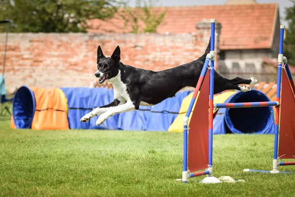 犬のボーダーコリーは 敏捷性の競争で実行されています チェコの敏捷性の競争の素晴らしい一日 彼らは中間の専門家であり それはA2を意味します — ストック写真