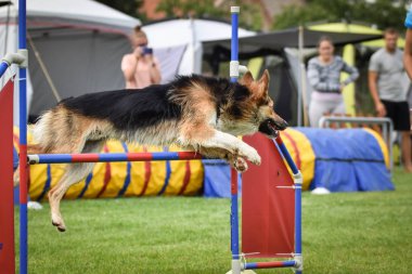 Köpek Sınırı çobanı çeviklikten atlıyor. Czech çeviklik yarışmasında harika bir gün. Ortanca uzmanlar. Anlamı A2..