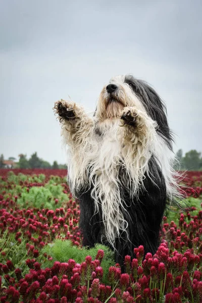 Barbudo Collie Está Embolsando Para Merienda Trébol Carmesí Tiene Lengua — Foto de Stock