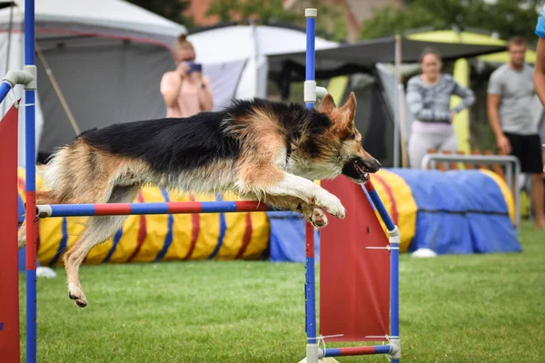 Dog Border Collie Saute Agilité Journée Incroyable Sur Compétition Agilité — Photo