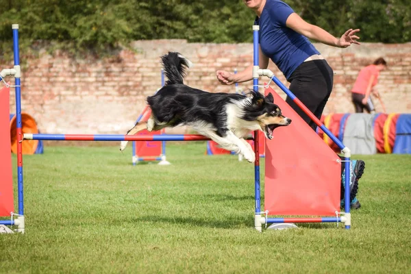 Collie Confine Tricolore Galleria Agilità Sulla Concorrenza Ratenice Incredibile Giornata — Foto Stock