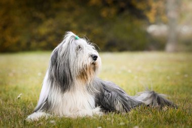 Sakallı çoban köpeği çimlerin üzerinde yatıyor. Sonbahar fotoshoklama. Aile fotoğrafı..