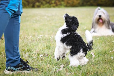 Kaniş köpek yemek istiyor. Siyah ve beyaz köpek yavrusu koyun gibi görünüyor. Çok hırslı görünüyor. Alacaktır.
