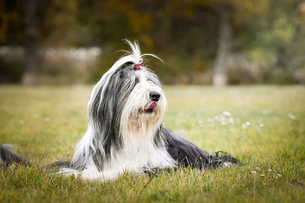 Barbudo Collie Está Acostado Hierba Sesión Fotográfica Otoño Foto Familiar — Foto de Stock