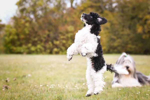poodle puppy want food. black and white puppy looks like sheep. He look so ambitious. He will get it