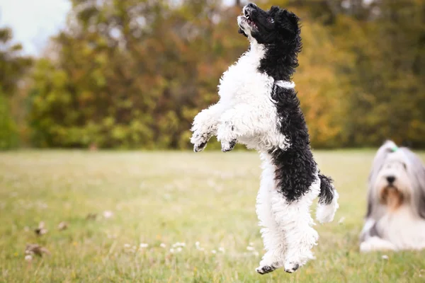 子犬は食べ物が欲しい黒と白の子犬は羊のようだ彼はとても野心的に見える 彼はそれを得るだろう — ストック写真