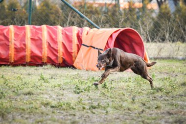 Çeviklik tünelinde köpek kahverengi sınır çobanı. Czech çeviklik eğitiminde harika bir gün..
