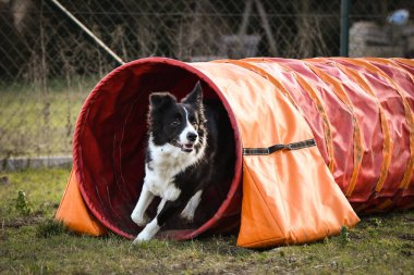 Ratenice yarışmasında çeviklik tünelinde üç renkli sınır köpeği. Czech çeviklik yarışmasında inanılmaz bir gündü Ratenice. Sadece büyük yarışmalar vardı..