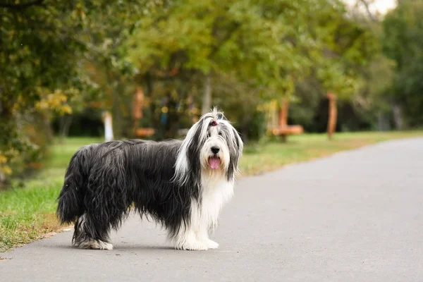 Parktaki inanılmaz sakallı çoban köpeği portresi. Çok tatlı ve hoş biri..