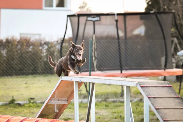 Cane Collie Bordo Marrone Agilità Sul Fascio Equilibrio Incredibile Giornata — Foto Stock