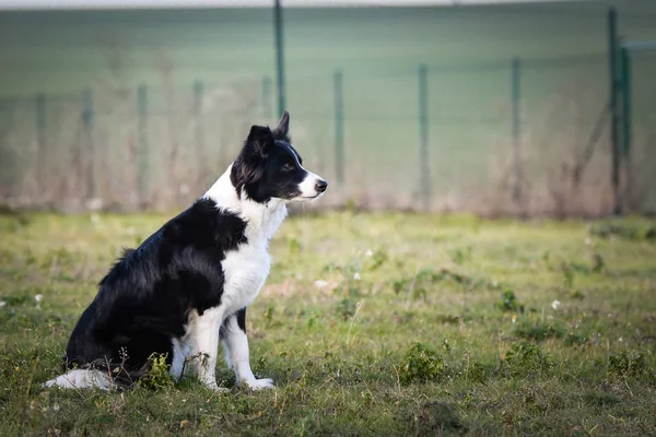 Parktaki siyah beyaz sınır çoban köpeğinin portresi. Çok tatlı ve merkezci..