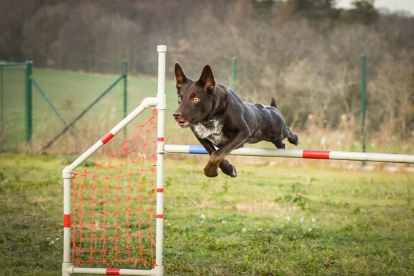 Collie Borde Marrón Perro Está Saltando Por Encima Los Obstáculos —  Fotos de Stock