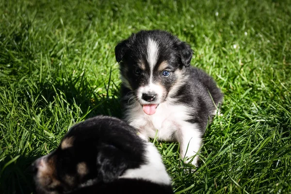 Hetes Határmenti Collie Kiskutya Tricolor Teddybear Csodálatos Szerkezet Fején — Stock Fotó