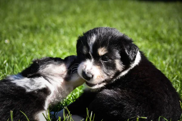 Filhotes Collie Fronteira Estão Brincando Juntos Eles Adoram Este Jogo — Fotografia de Stock