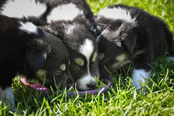 Puppies Border Collie Eating Together Love Playing Tired — Stock Photo, Image