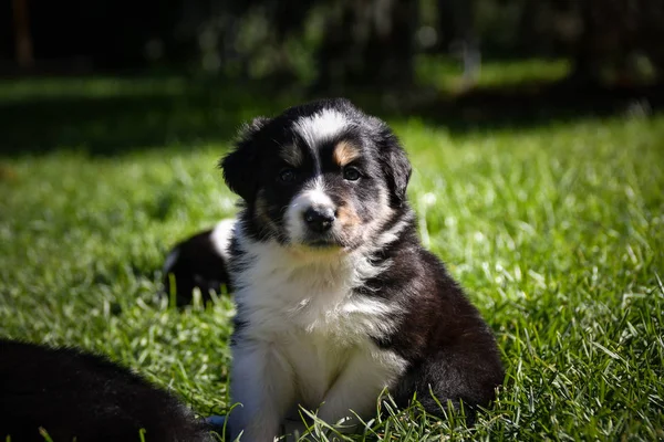 Cachorrinho Border Collie Seis Semanas Tricolor Teddybear Incrível Estrutura Sua — Fotografia de Stock