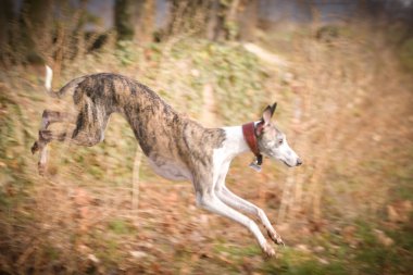 İnanılmaz ve çılgın kırbaç duvardan atlıyor. Çok hareketli bir köpek.