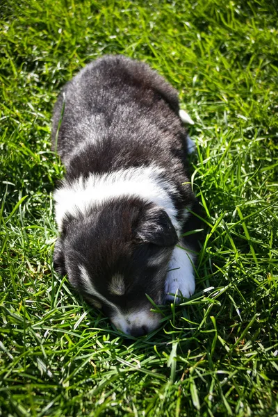 Six Week Old Puppy Border Collie Sleeping Grass Cute Sleeping — Stock Photo, Image