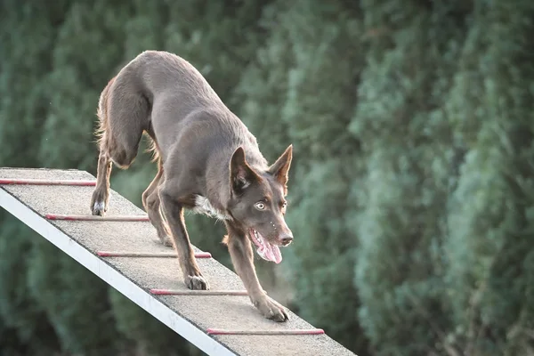Köpek, köpek yürüyüşünde çeviklik içindeki kahverengi kenar çobanı. Czech çeviklik yarışmasında harika bir gün..