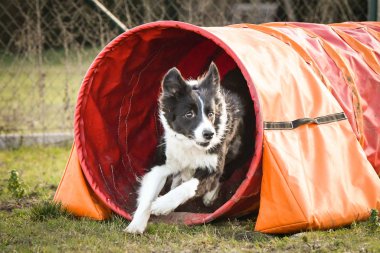 Ratenice yarışmasında çeviklik tünelinde üç renkli sınır köpeği. Czech çeviklik yarışmasında inanılmaz bir gündü Ratenice. Sadece büyük yarışmalar vardı..