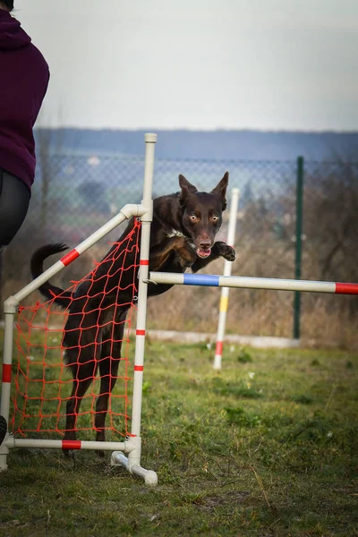 Collie Confine Marrone Cane Sta Saltando Gli Ostacoli Incredibile Giornata — Foto Stock