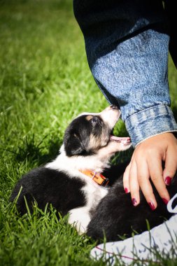 Border collie puppy sahibinin elini ısırıyor. Yeni şeyler deniyor..