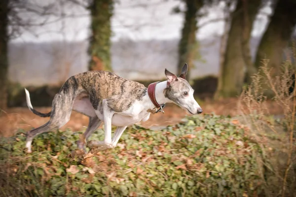 Niesamowita Szalona Whippet Skacze Przez Ścianę Taki Aktywny Pies — Zdjęcie stockowe