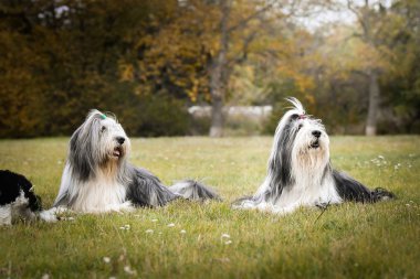Sakallı çoban köpekleri ve kaniş köpekleri çimenlerde yatıyor. Sonbahar fotoshoklama. Aile fotoğrafı..