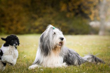 Sakallı çoban köpeği çimlerin üzerinde yatıyor. Sonbahar fotoshoklama. Aile fotoğrafı..