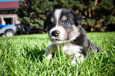 Altı haftalık Border Collie köpeği portresi. İnsanlarla çok iletişim kuruyorlar..