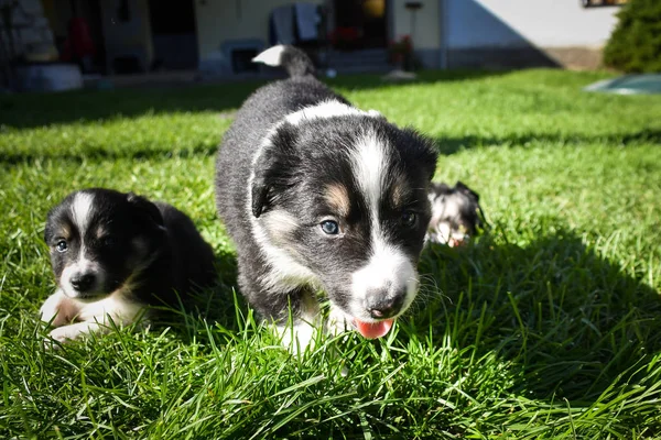 Filhotes Collie Fronteira Estão Brincando Juntos Eles Adoram Este Jogo — Fotografia de Stock