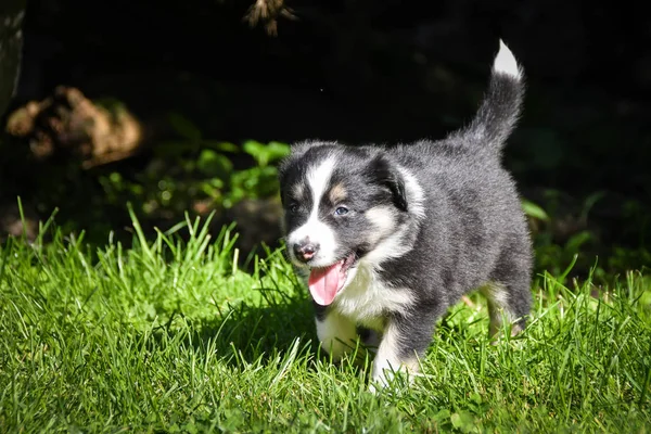 Six Week Old Border Collie Puppy Tricolor Teddybear Big Smile — Stock Photo, Image